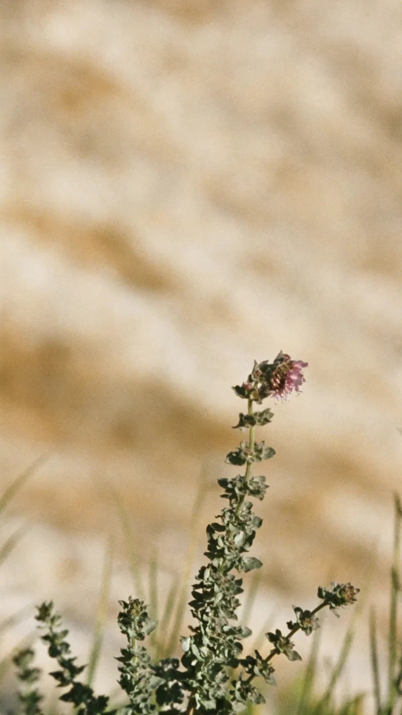 Un seul plant d'origan sauvage en fleur sur un versant méditerranéen réchauffé par le soleil