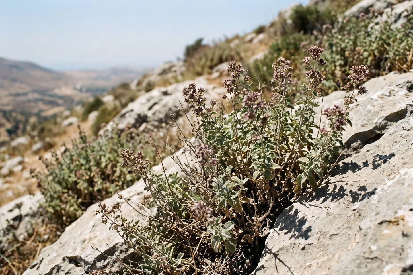 Wild oregano growing from cracks in limestone on a dry Mediterranean hillside in hard midday sun